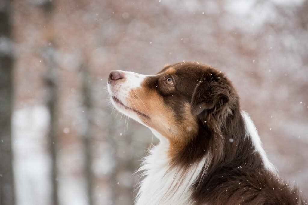 australian shepherd 5902421 1280 Seasonal Dog Care Tips