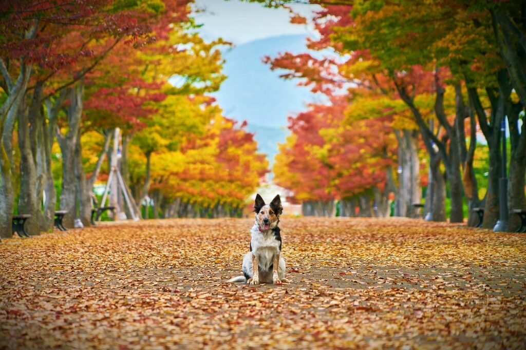 autumn 4470022 1280 Seasonal Dog Care Tips