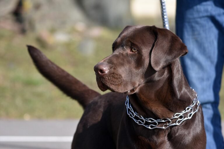 animal 7051443 1280 Dog Chains