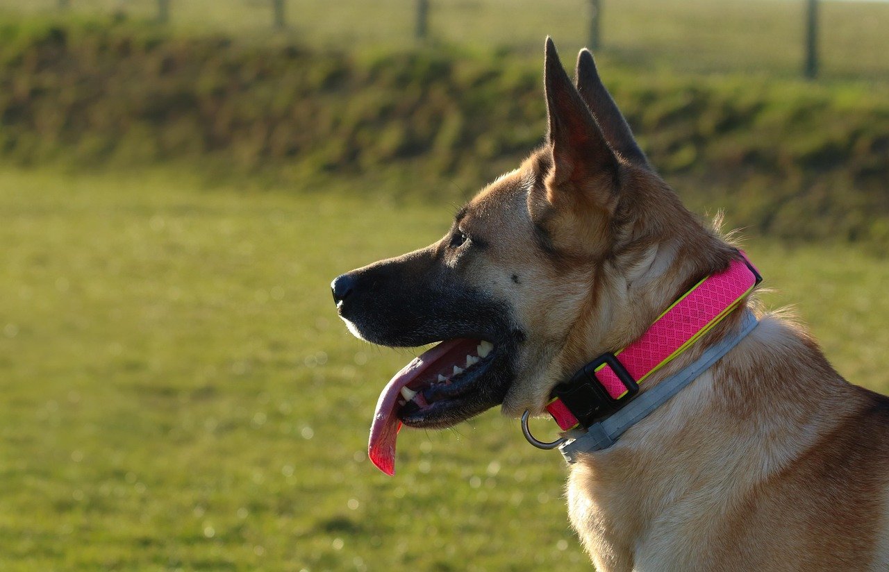 dog 3322382 1280 No Bark Collar