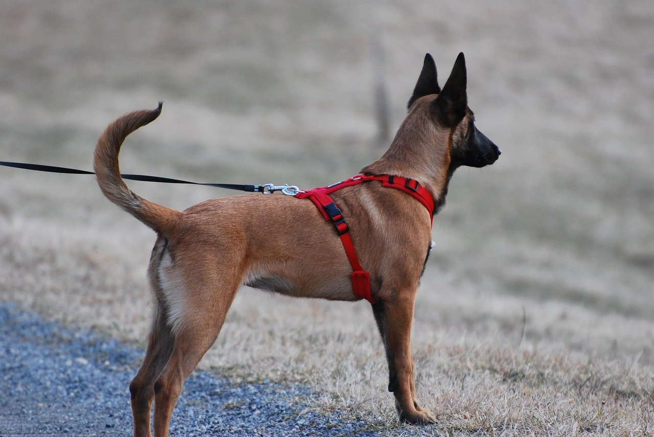 dogs 5971244 1280 Collars