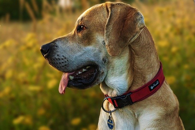 labrador 7333426 640 E Collar